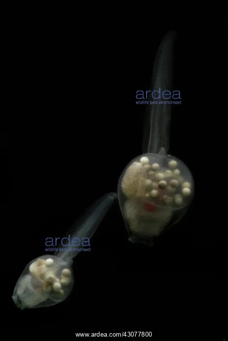 : Anotheca spinosa tadpole : Anotheca spinosa tadpole