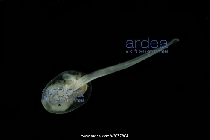 : Anotheca spinosa tadpole : Anotheca spinosa tadpole