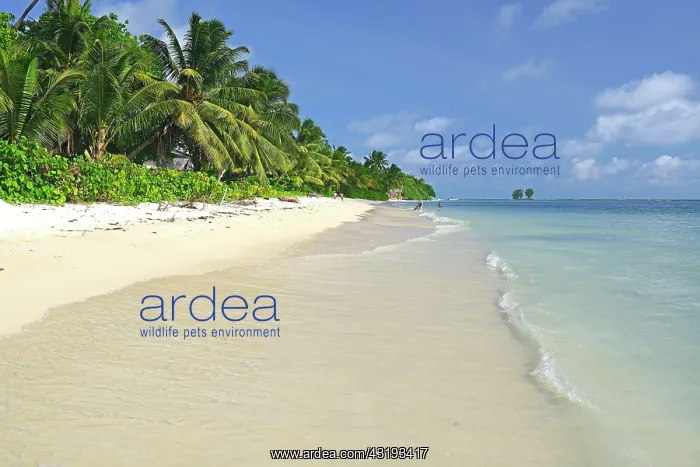 : Anse La Reunion, dreamlike beach, palm trees, La : Anse La Reunion, dreamlike beach, palm trees, La