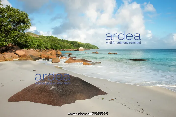 : Anse Lazio beach at dawn, Seychelles, Praslin : Anse Lazio beach at dawn, Seychelles, Praslin