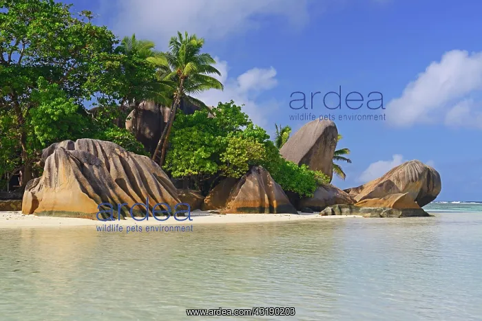 : Anse Source d'Argent, beach with rocks and palm : Anse Source d'Argent, beach with rocks and palm
