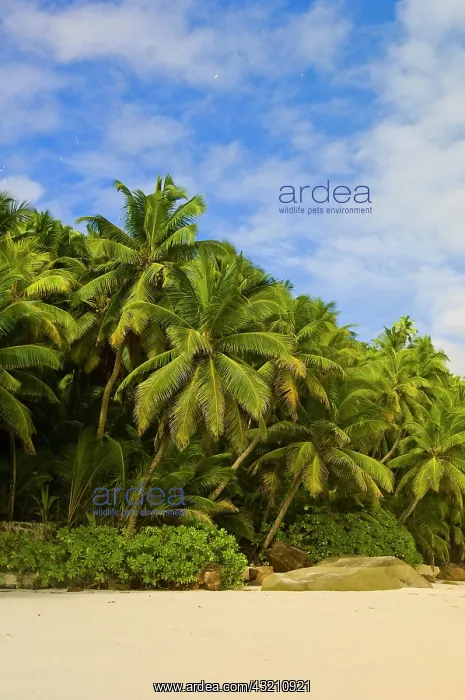 : Anse Victorin Beach : Anse Victorin Beach