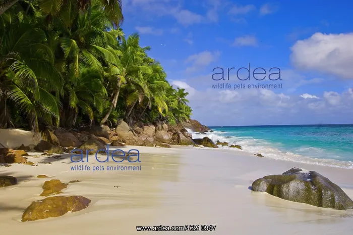 : Anse Victorin beach : Anse Victorin beach