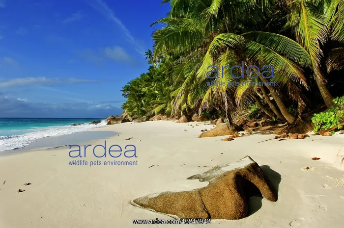 : Anse Victorin Beach : Anse Victorin Beach