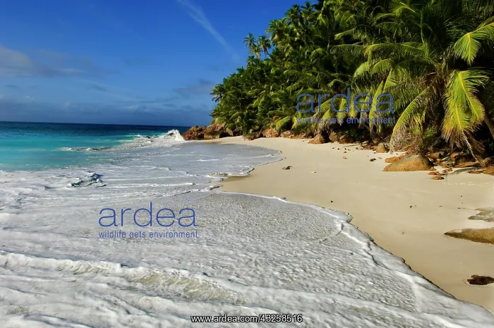 : Anse Victorin Beach : Anse Victorin Beach