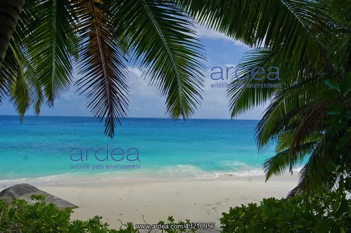 : Anse Victorin Beach on Fregate Island : Anse Victorin Beach on Fregate Island