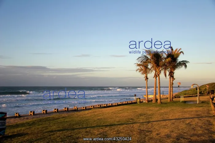 : Ansteys Beach, Durban, South Africa. Beaches : Ansteys Beach, Durban, South Africa. Beaches