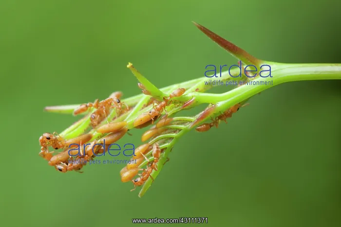 : Ant Acacia : Ant Acacia