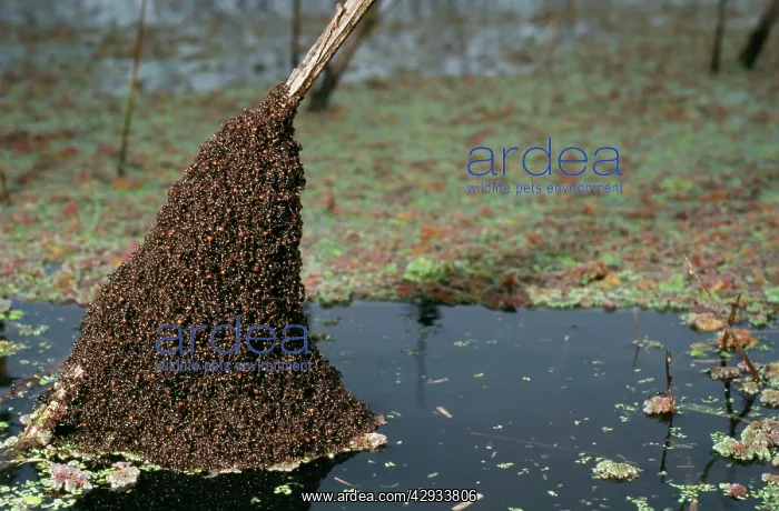 : Ant - anthill colony above pampas flood : Ant - anthill colony above pampas flood