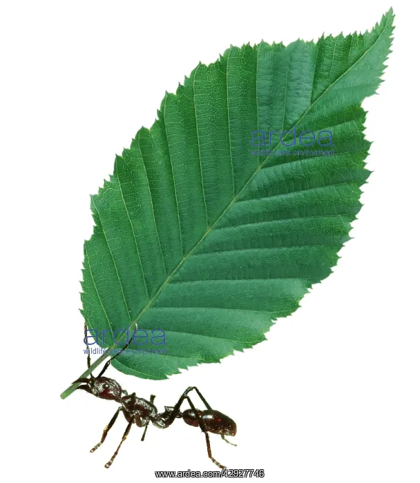  : Ant - carrying leaf