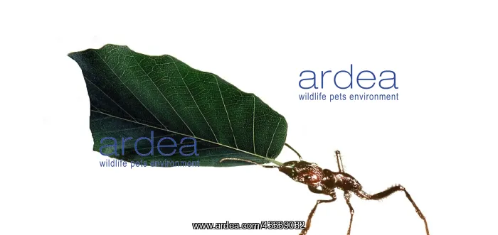  : Ant - carrying leaf
