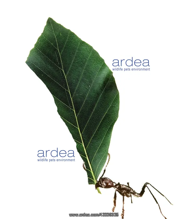: Ant - carrying leaf : Ant - carrying leaf