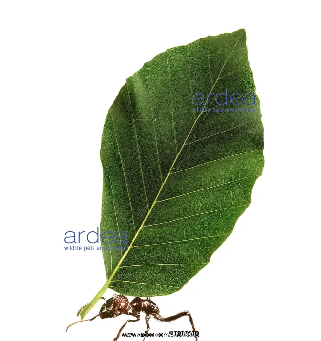  : Ant - carrying leaf