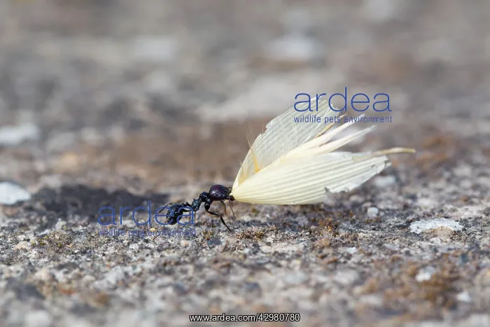 : Ant - carrying a Wheat Husk - summer : Ant - carrying a Wheat Husk - summer
