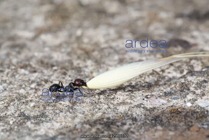  : Ant - carrying a Wheat Husk - summer