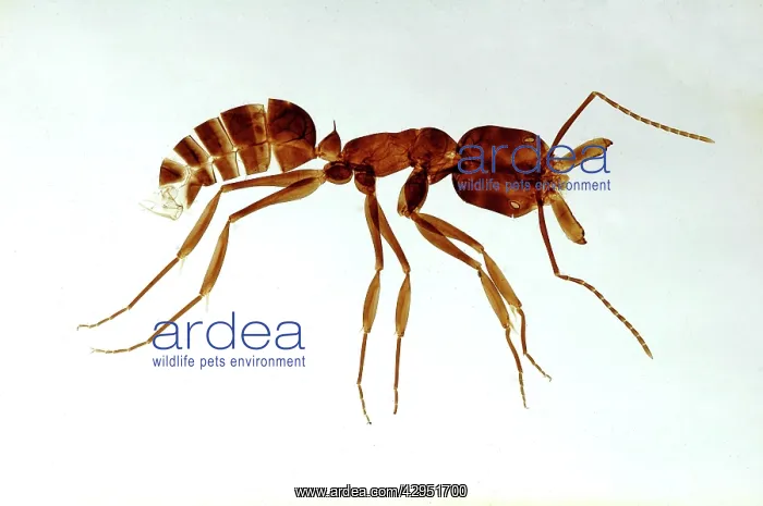 : Ant, made as a cleared and flattened microscope preparation : Ant, made as a cleared and flattened microscope preparation