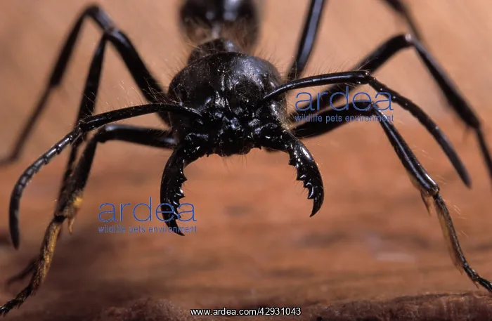 : ANT - close-up of head : ANT - close-up of head