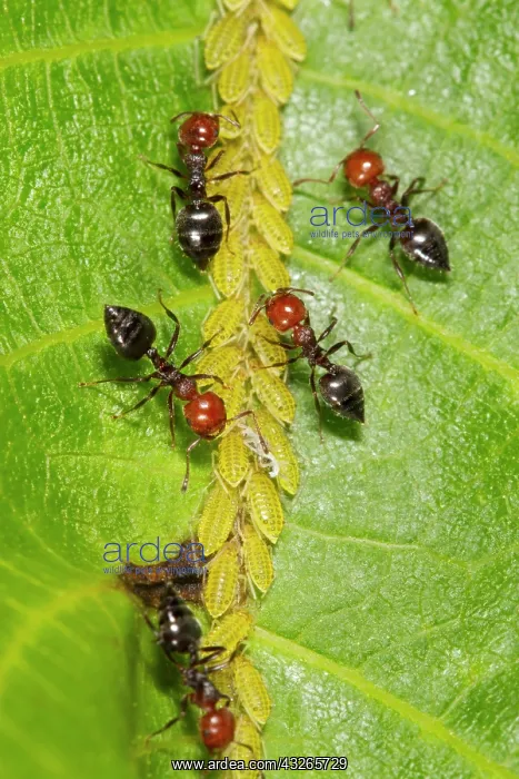 : Ant (Crematogaster scutellaris) adult workers, tending : Ant (Crematogaster scutellaris) adult workers, tending