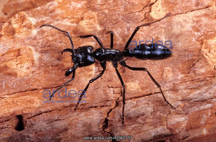  : Ant (Diponera sp). South America