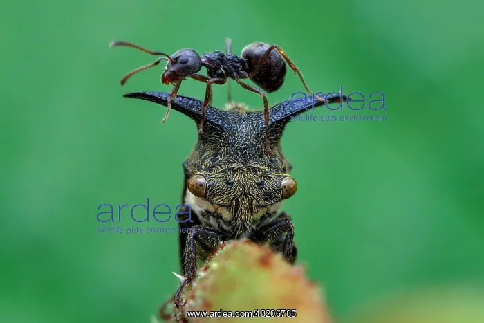 : Ant (Dolichoderus sp) climbing on top of horned : Ant (Dolichoderus sp) climbing on top of horned