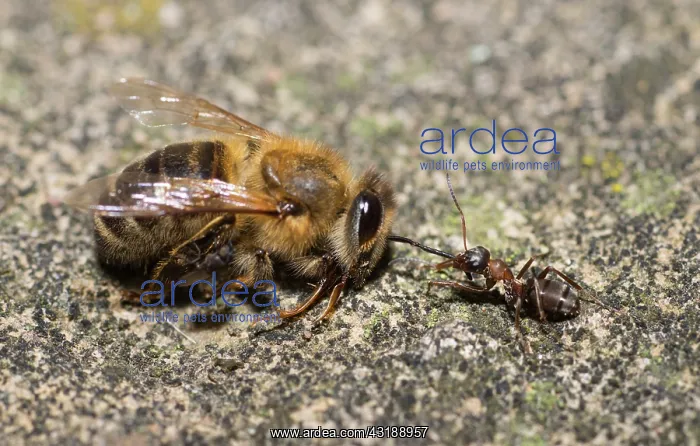 : Ant drawing a dead bee (Apis mellifera), Regional : Ant drawing a dead bee (Apis mellifera), Regional
