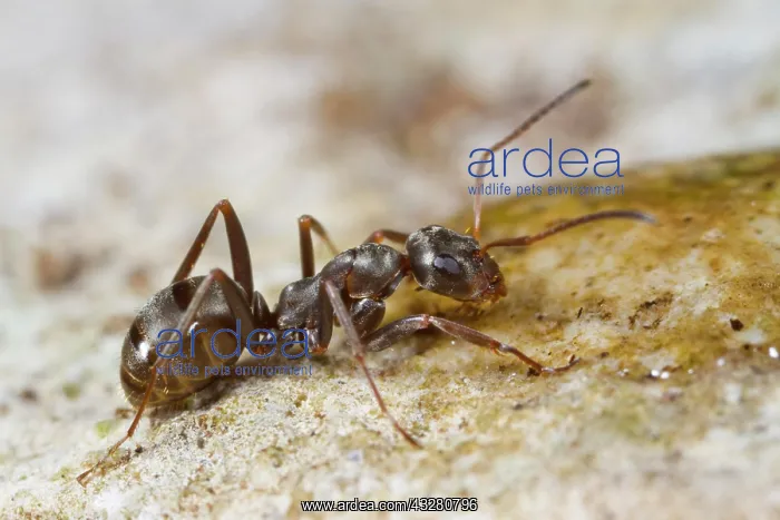 : Ant (Formica cunicularia) adult worker drinking : Ant (Formica cunicularia) adult worker drinking