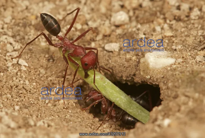 : Ant of the genus Cataglyphis in the subfamily Formicinae : Ant of the genus Cataglyphis in the subfamily Formicinae