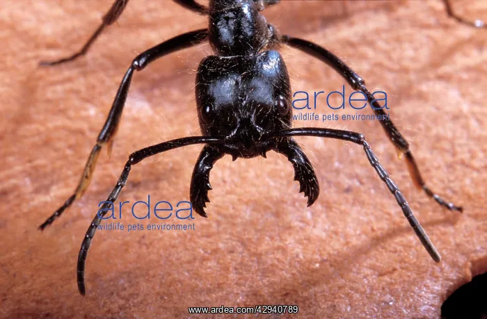 : Ant - head : Ant - head