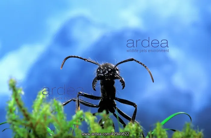 : Ant -head and a cloudy sky : Ant -head and a cloudy sky