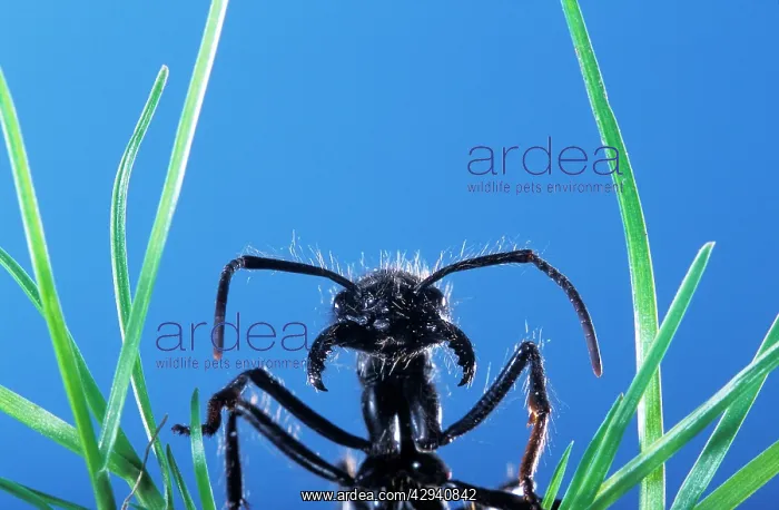  : Ant - head emerging from grass