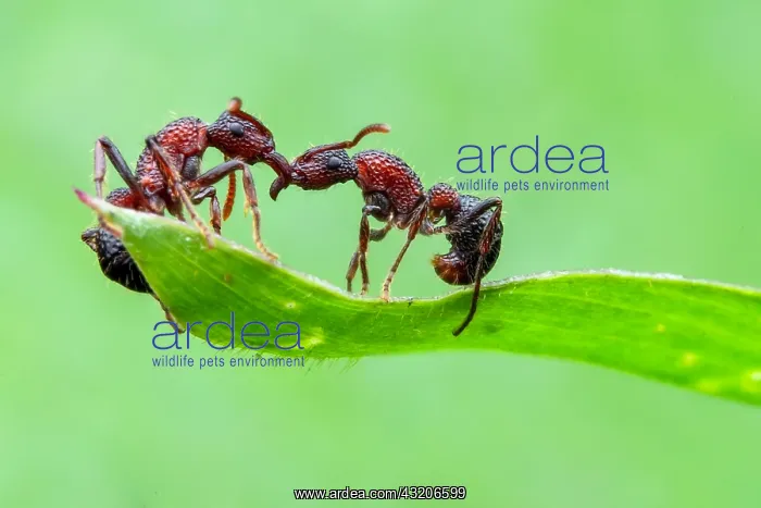 : One ant helping another ant (Gnamptogenys bicolor) : One ant helping another ant (Gnamptogenys bicolor)
