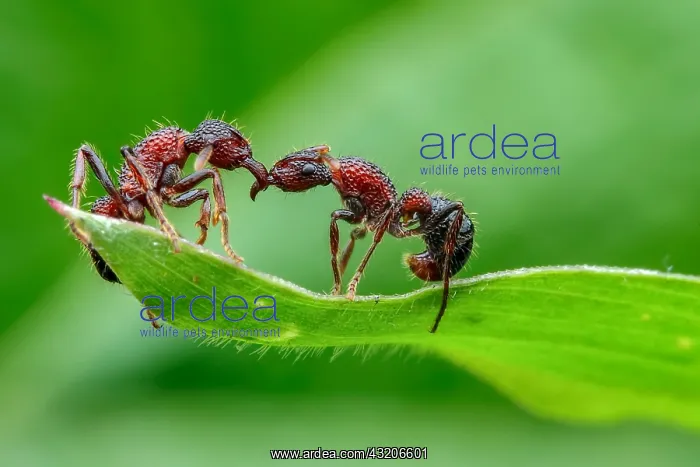 : One ant helping another ant (Gnamptogenys bicolor) : One ant helping another ant (Gnamptogenys bicolor)