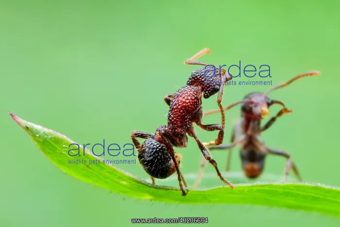: One ant helping another ant (Gnamptogenys bicolor) : One ant helping another ant (Gnamptogenys bicolor)