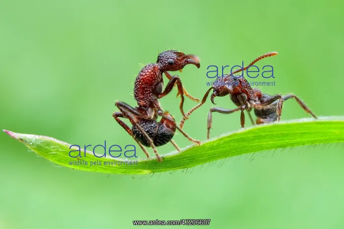 : One ant helping another ant (Gnamptogenys bicolor) : One ant helping another ant (Gnamptogenys bicolor)