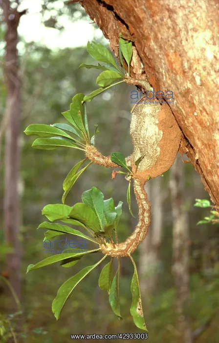 : Ant-house plant (Myrmecodia beccarii) one of several : Ant-house plant (Myrmecodia beccarii) one of several