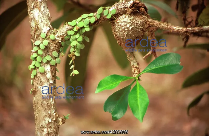 : Ant-house plant (Myrmecodia beccarii), young plant : Ant-house plant (Myrmecodia beccarii), young plant