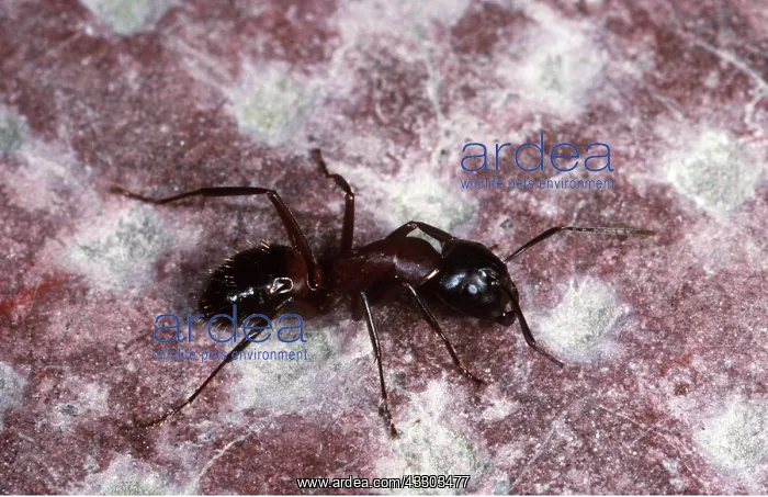: ANT - One of the largest European Ants : ANT - One of the largest European Ants