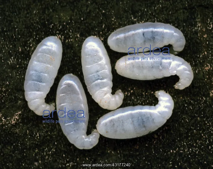 : Ant Larvae : Ant Larvae