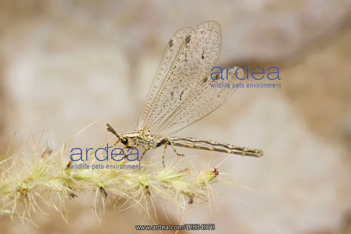 : Ant Lion - adult : Ant Lion - adult