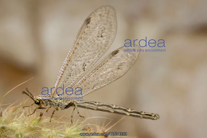 : Ant Lion - adult : Ant Lion - adult
