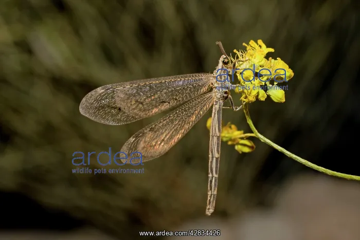 : Ant Lion - adult : Ant Lion - adult