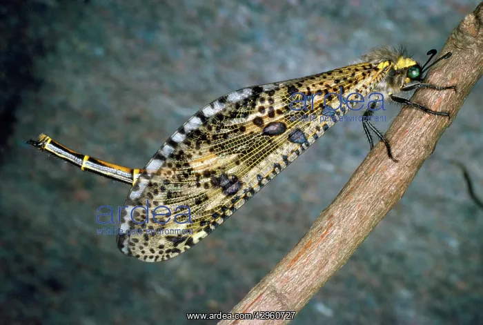 : Ant Lion - adult : Ant Lion - adult
