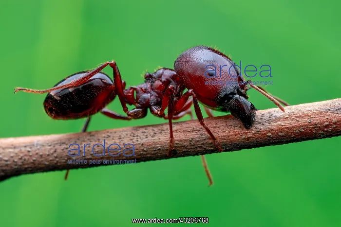 : Ant major (Carebara diversa) : Ant major (Carebara diversa)