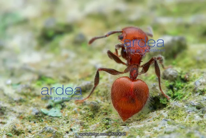 : Ant (Meranoplus castaneus) : Ant (Meranoplus castaneus)