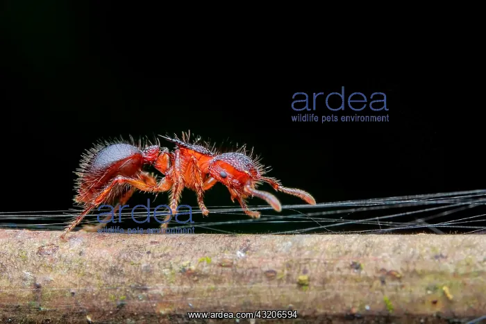 : An ant (Meranoplus sp.) carefully crawling through : An ant (Meranoplus sp.) carefully crawling through