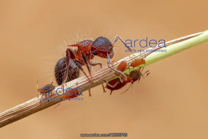  : Ant (Meranoplus sp.) tending aphids (Aphidoidea)