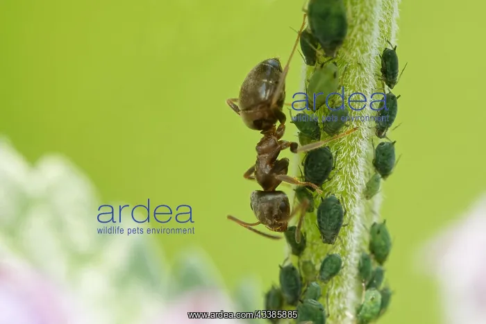 : Ant milking aphid : Ant milking aphid