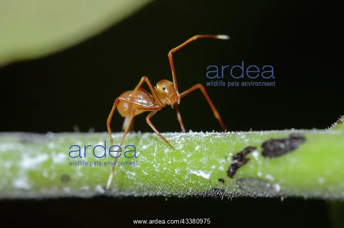 : Ant-mimic Crab Spider : Ant-mimic Crab Spider