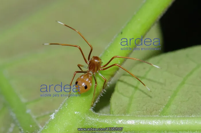 : Ant-mimic Crab Spider : Ant-mimic Crab Spider