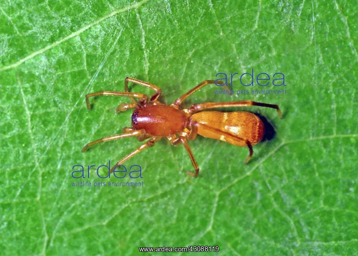 : Ant mimic Spider : Ant mimic Spider